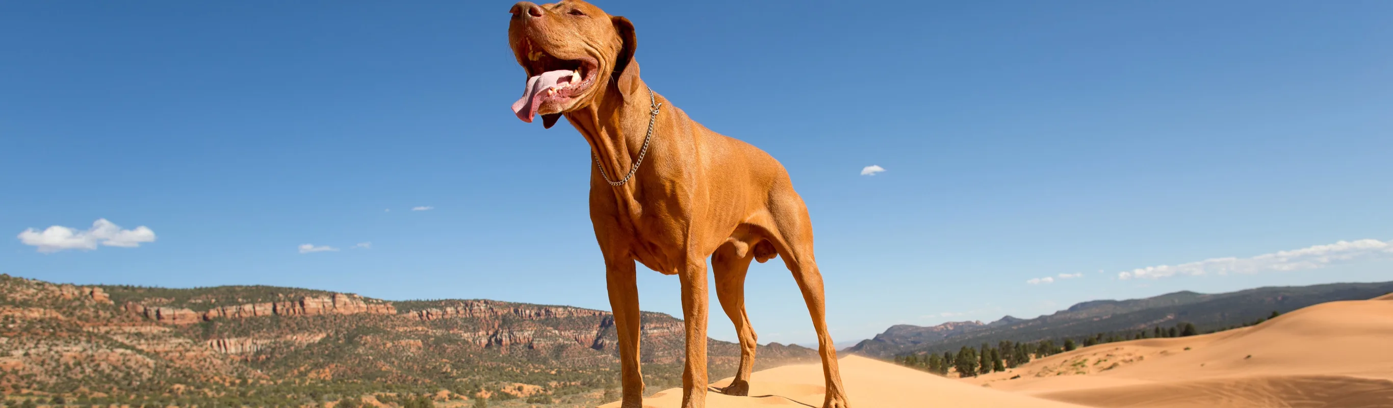 Dog standing over sand